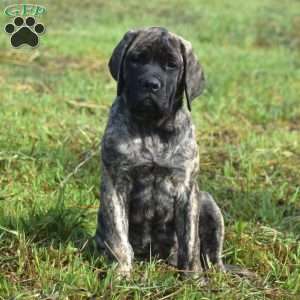 Alice, English Mastiff Puppy